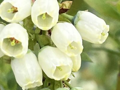 borowki-9